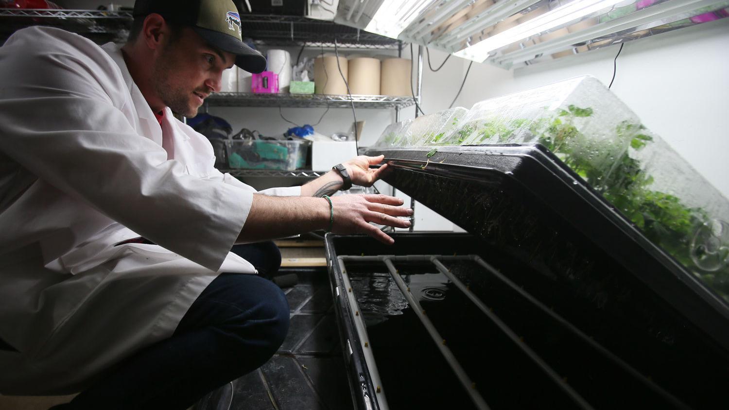 Site of closed Tucson restaurant, Stray Dogs, to become medical marijuana dispensary